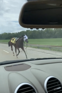 CAVALLO IN AUTOSTRADA IN AMERICA