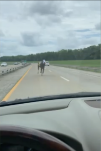 CAVALLO IN AUTOSTRADA IN AMERICA