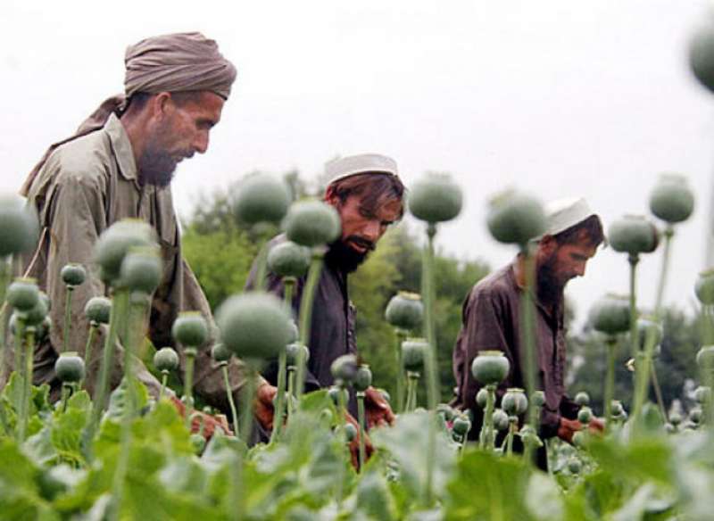 coltivazione oppio afghanistan