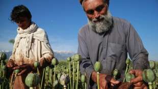 coltivazione oppio afghanistan