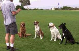 dog trainer 1