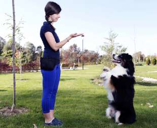 dog trainer 5