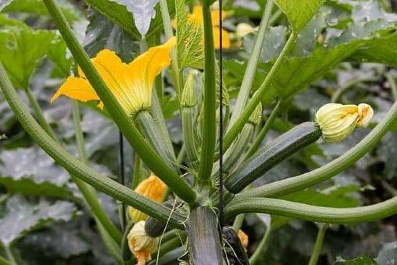 FIORI DI ZUCCA