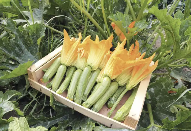 FIORI DI ZUCCA