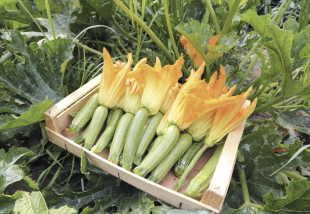 FIORI DI ZUCCA