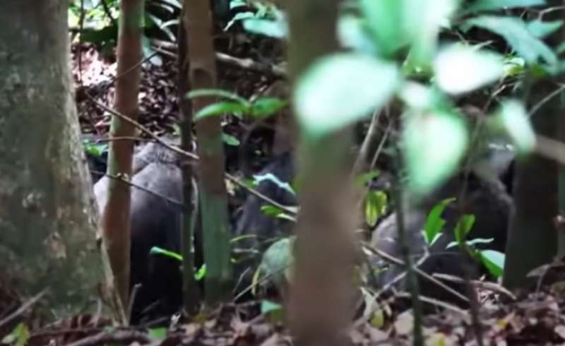 GABON - SCIMPANZE ATTACCANO I GORILLA