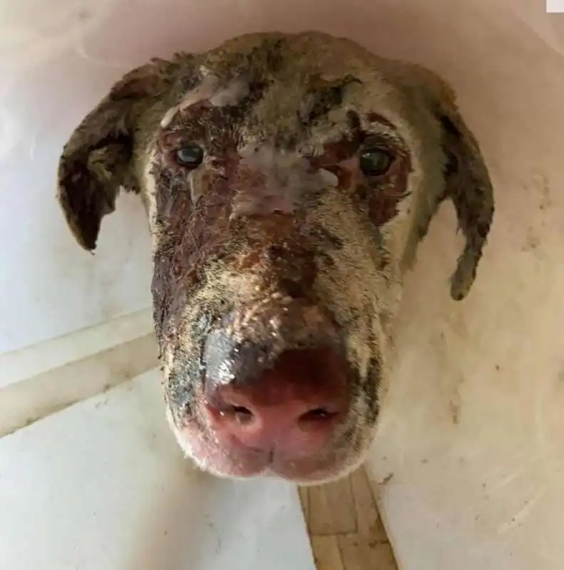 IL CANE ANGELO USTIONATO IN SARDEGNA