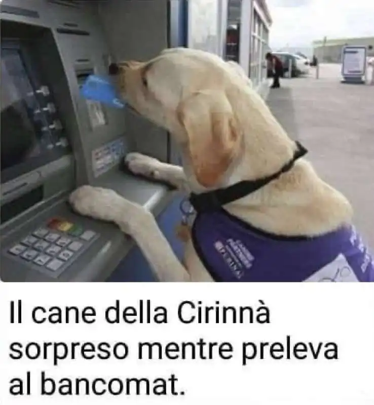 IL CANE DELLA CIRINNA - MEME