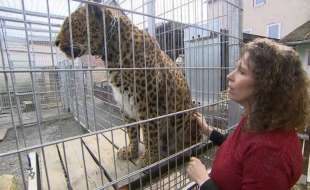 il leopardo che ha azzannato jessica leidolph 1