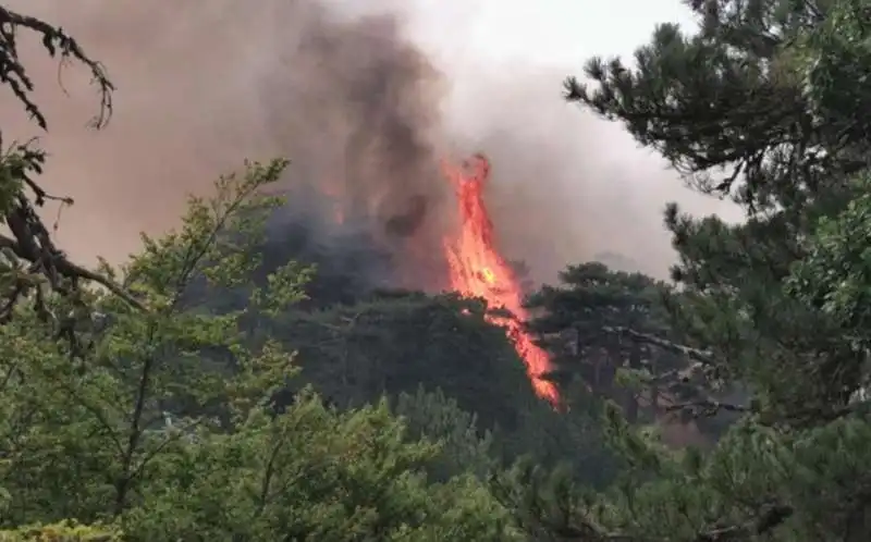 incendi in calabria 2