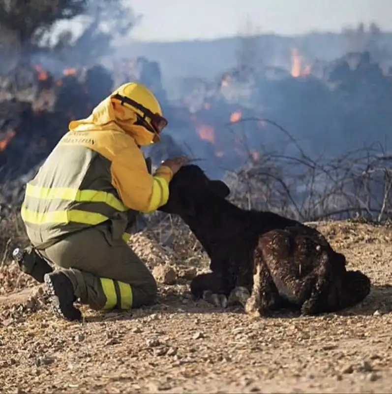 incendi navalcruz spagna 9