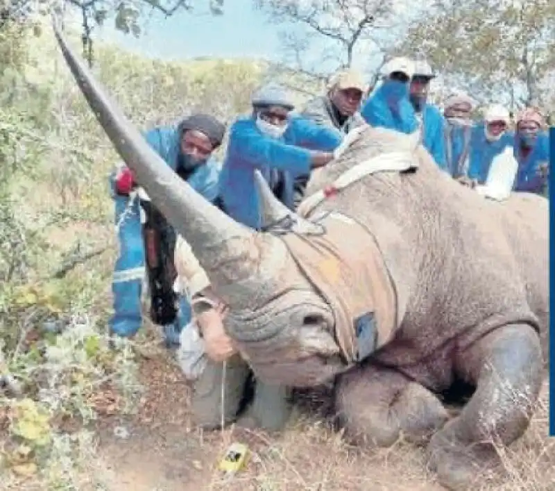 johan marais sving the survivors