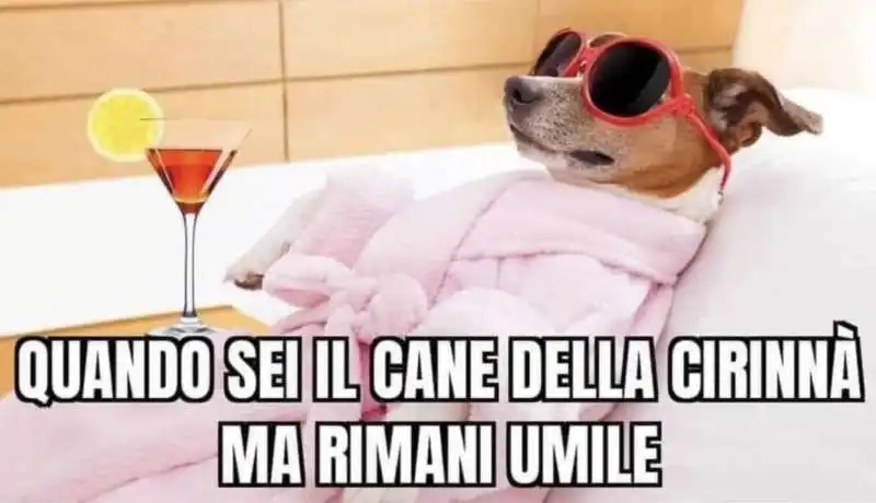 MEME SUL CANE DELLA CIRINNA