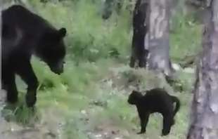 Orso contro gatto