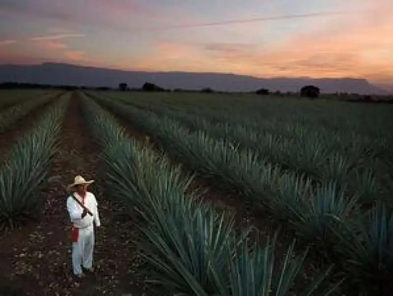 piantagione di agave