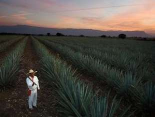 piantagione di agave