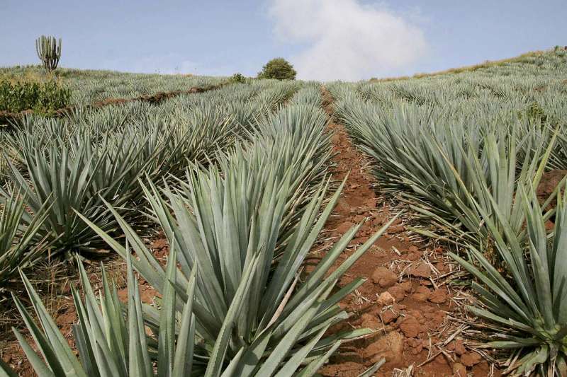 piantagione di agave