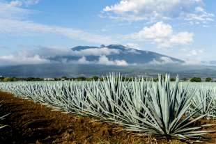 piantagione di agave