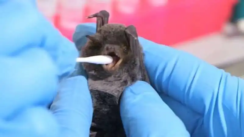 PIPISTRELLO VIRUS DI MARBURG 