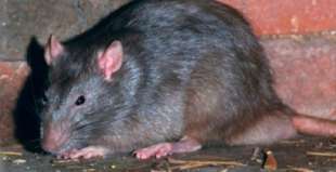 ratto 1