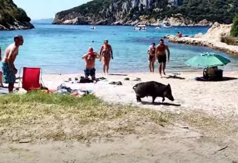 Sardegna - Cinghiale in spiaggia a Cala Moresca