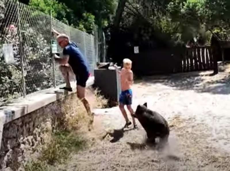 Sardegna - Cinghiale in spiaggia a Cala Moresca