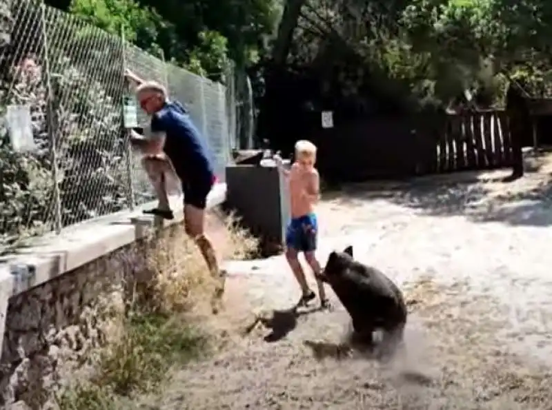 Sardegna - Cinghiale in spiaggia a Cala Moresca 