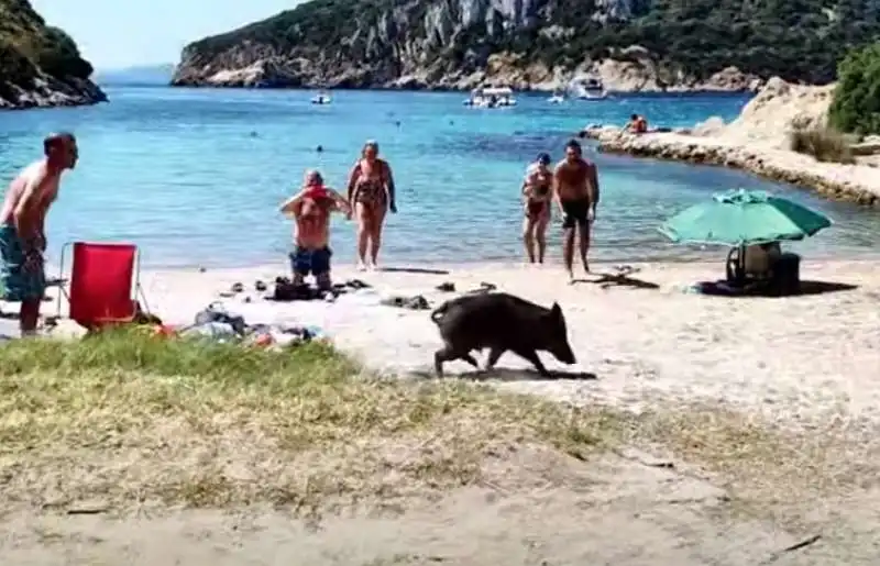 Sardegna - Cinghiale in spiaggia a Cala Moresca 