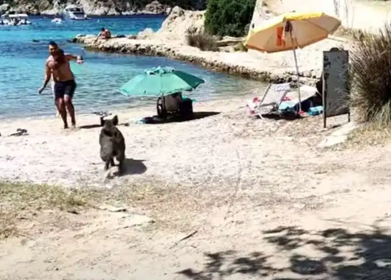 Sardegna - Cinghiale in spiaggia a Cala Moresca 