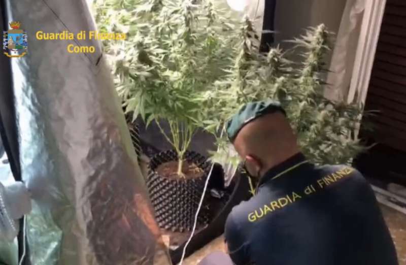 serra di marijuana in camera da letto a como 1