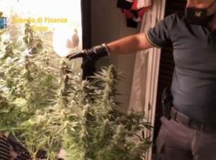 serra di marijuana in camera da letto a como