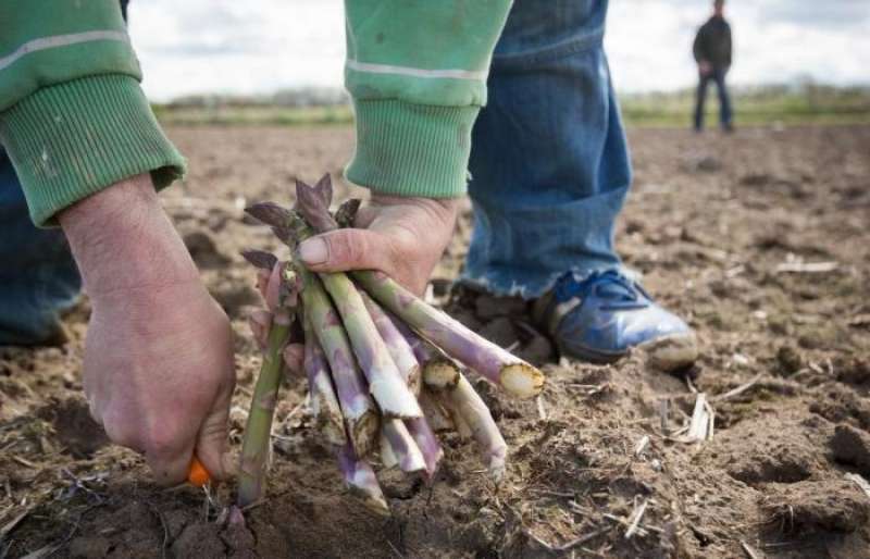 AGRICOLTORI GRAN BRETAGNA