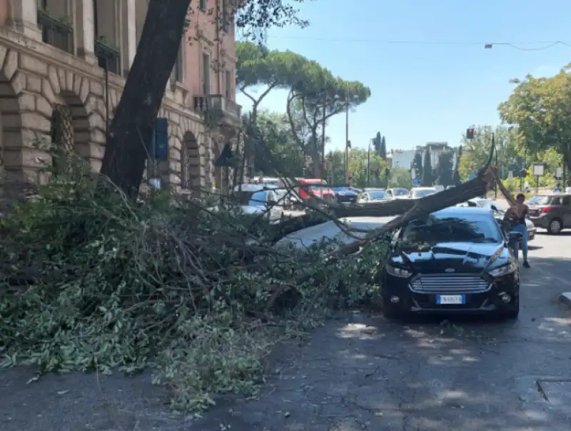 ALBERO CADE SU UNA MACCHINA IN PIAZZALE BELLE ARTI A ROMA - FOTO DAGOSPIA