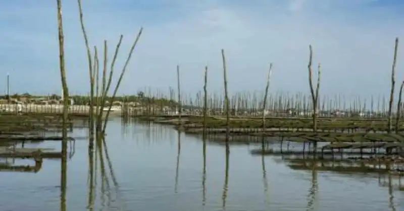 ALLEVAMENTO DI OSTRICHE SCOPERTO ALLA VILLA ROMANA DI LIO PICCOLO VENEZIA 