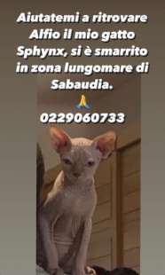 ANNUNCIO DI ILARY BLASI PER IL GATTO ALFIO