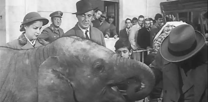 buongiorno elefante 1