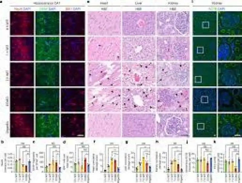 cellule di organi di maiali ripristinate grazie a organex 3