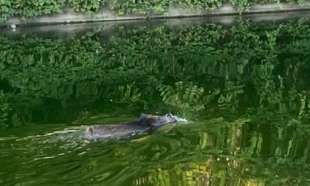 CINGHIALE IN DARSENA 2