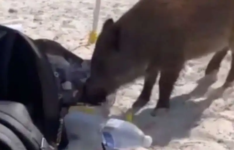 cinghiale in spiaggia in sardegna   3