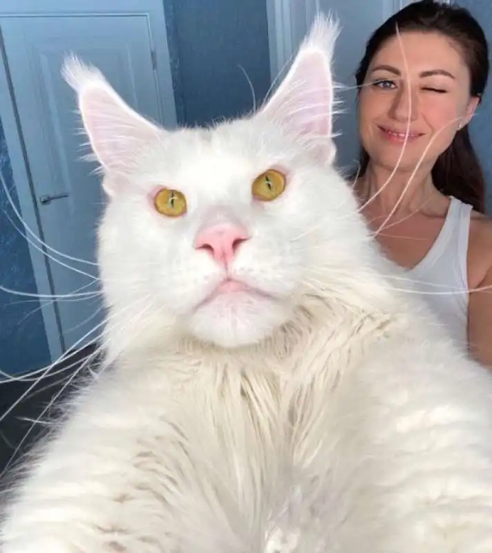 il gatto gigante kefir 2