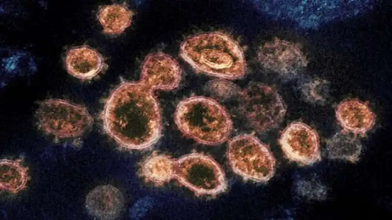 langya virus 