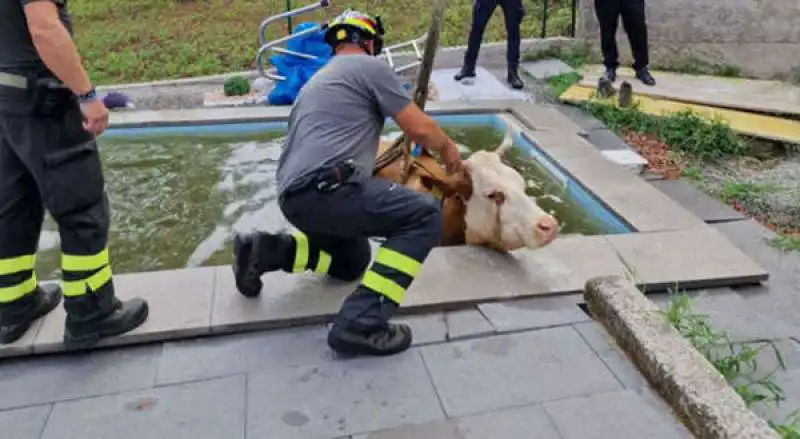 MUCCA IN PISCINA 2