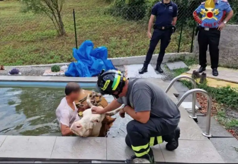 MUCCA IN PISCINA 3