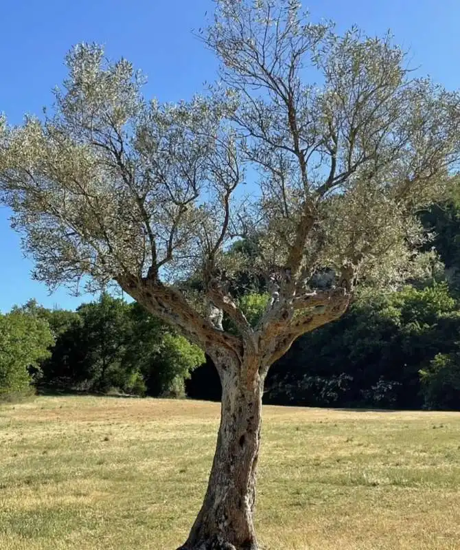 oliveto tenuta pitino agricolo 