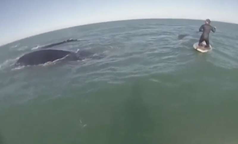 paddleboarder circondati da dodici esemplari di balene in argentina 1