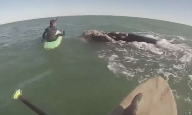 paddleboarder circondati da dodici esemplari di balene in argentina 10