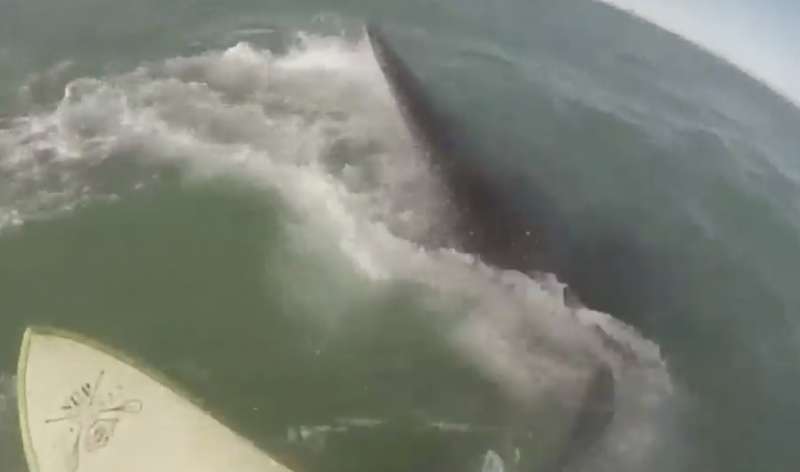 paddleboarder circondati da dodici esemplari di balene in argentina 3