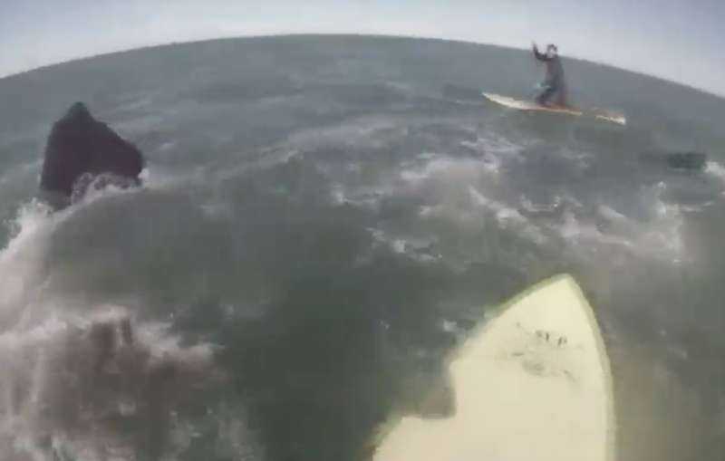 paddleboarder circondati da dodici esemplari di balene in argentina 4