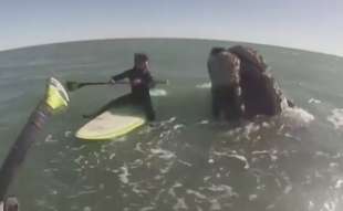 paddleboarder circondati da dodici esemplari di balene in argentina 8