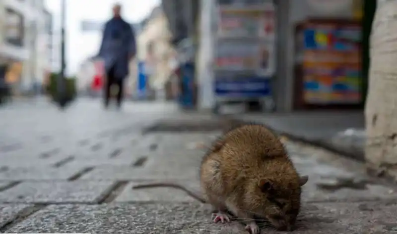 ratti a parigi 6